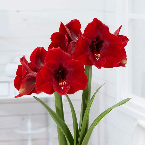 Bulbi-de-Amaryllis-Magnum-1-Bucata-6 - Pepiniera României