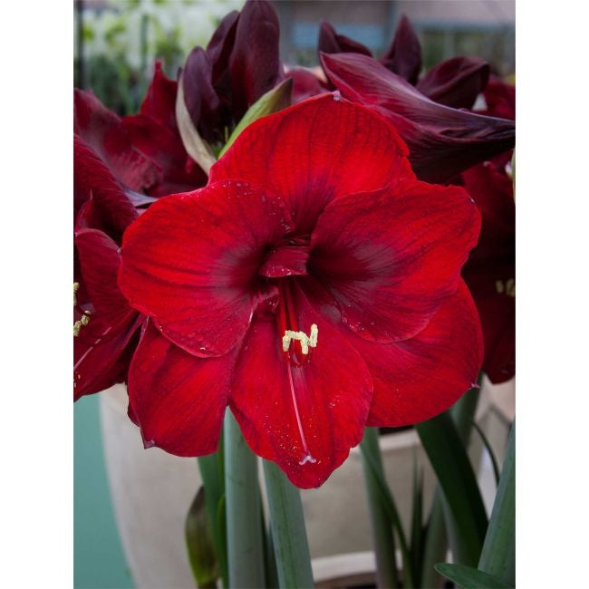 Bulbi de Amaryllis "Magnum", 1 Bucata