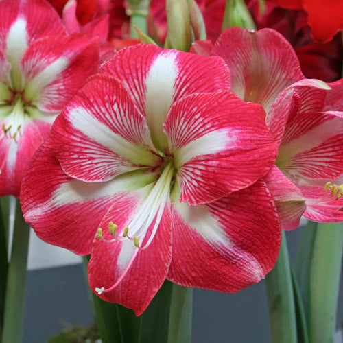 Bulbi de Amaryllis Monte Carlo
