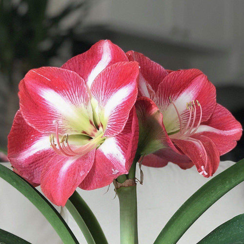 Bulbi de Amaryllis Monte Carlo – imagine 2