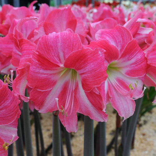 Bulbi de Amaryllis Neon – imagine 2