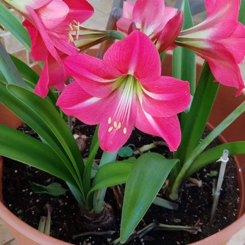 Bulbi de Amaryllis Neon