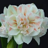 Bulbi de Amaryllis "Nymph", 1 Bucata