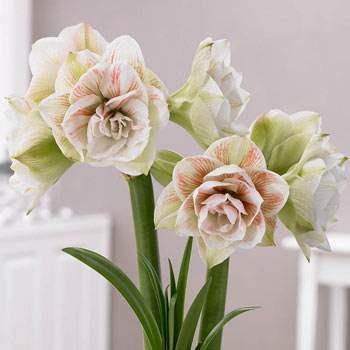 Bulbi de Amaryllis Nymph – imagine 2