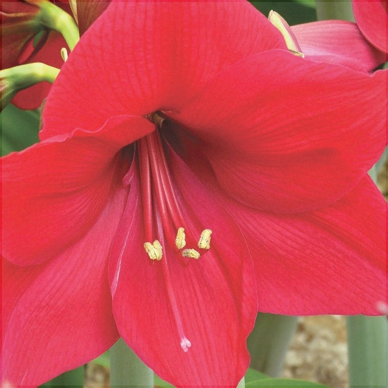 Bulbi de Amaryllis "Pleasure", 1 Bucata