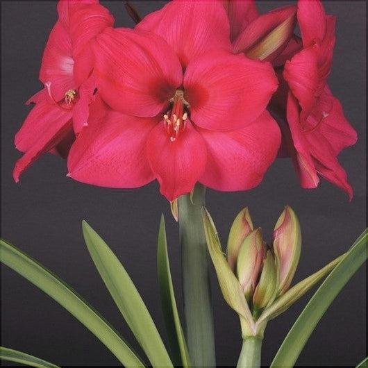 Bulbi de Amaryllis "Pleasure", 1 Bucata