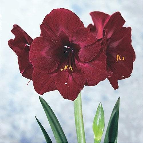Bulbi de Amaryllis Read Pearl