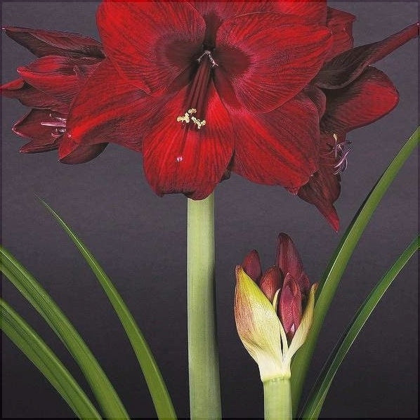 Bulbi de Amaryllis "Read Pearl", 1 Bucata