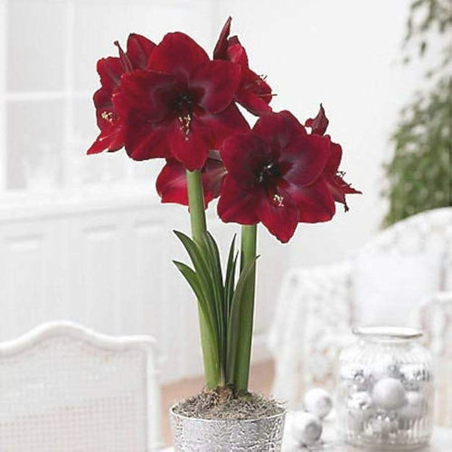 Bulbi de Amaryllis Read Pearl – imagine 2