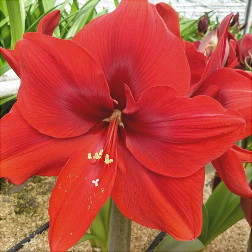 Bulbi de Amaryllis Red Cream