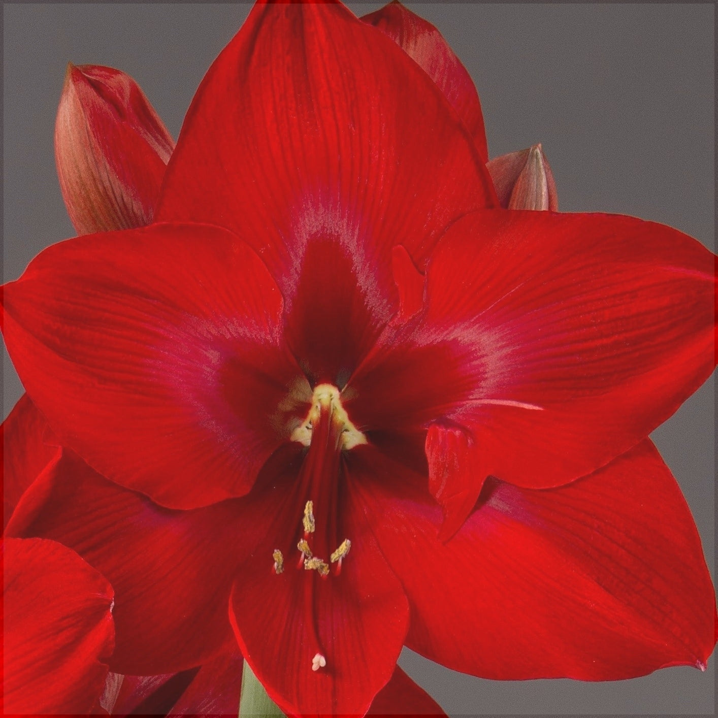 Bulbi de Amaryllis "Red Cream", 1 Bucata