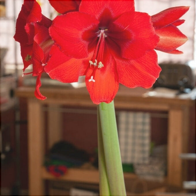 Bulbi de Amaryllis "Red Cream", 1 Bucata