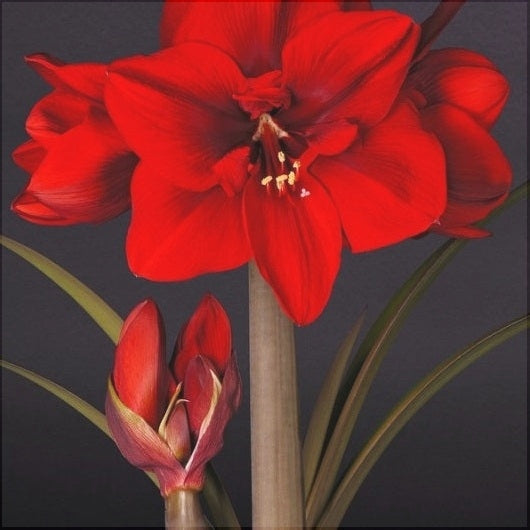 Bulbi de Amaryllis "Red Cream", 1 Bucata