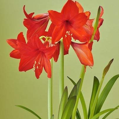 Bulbi de Amaryllis Red Garden – imagine 2