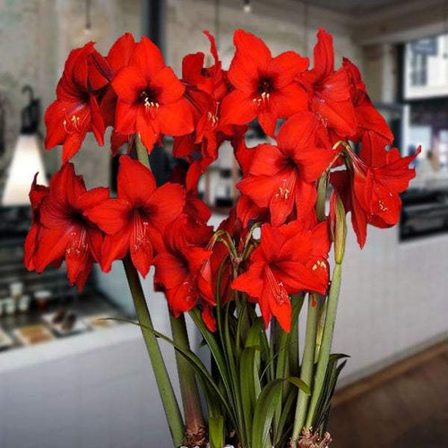 Bulbi de Amaryllis Red Garden