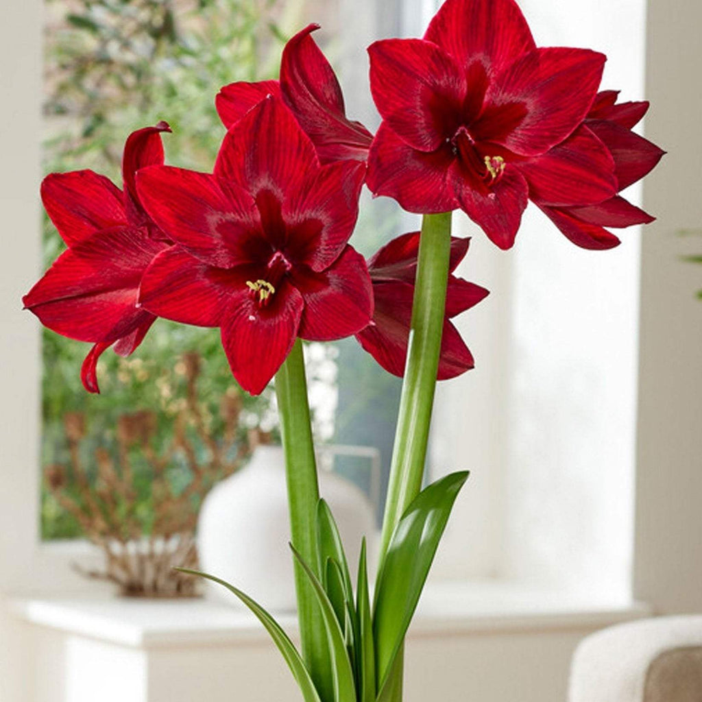 Bulbi-de-Amaryllis-Red-Pearl-1-Bucata-2 - Pepiniera României