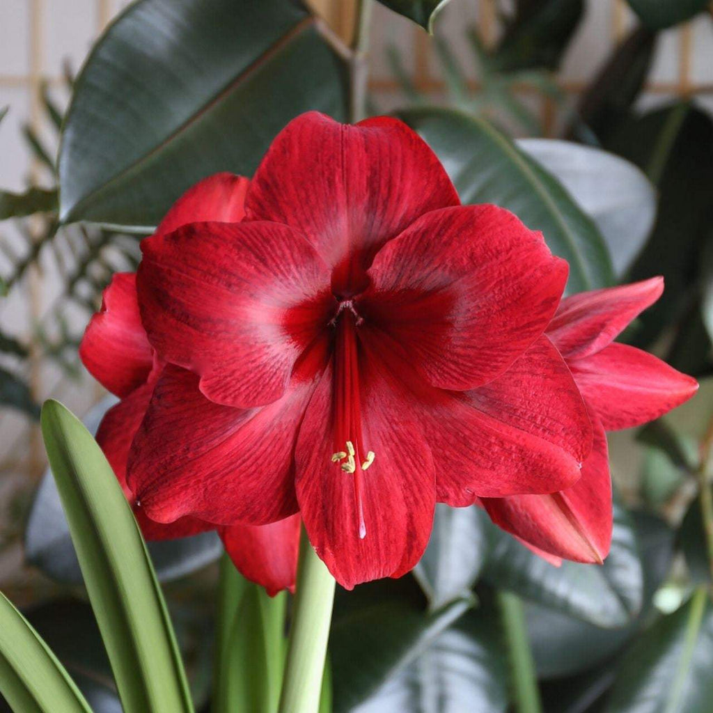 Bulbi-de-Amaryllis-Red-Pearl-1-Bucata-5 - Pepiniera României