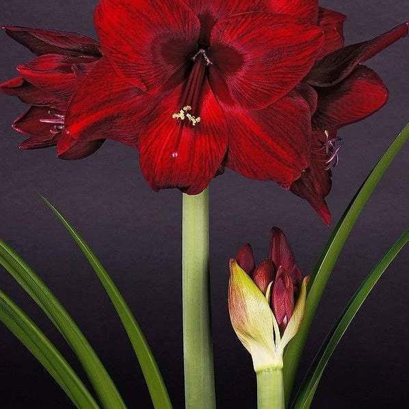 Bulbi-de-Amaryllis-Red-Pearl-1-Bucata-7 - Pepiniera României