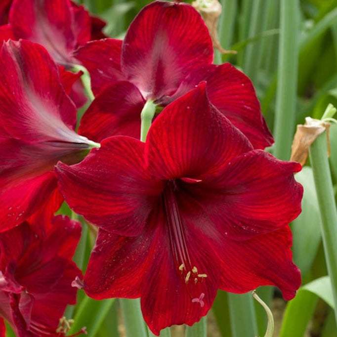 Bulbi-de-Amaryllis-Red-Pearl-1-Bucata-8 - Pepiniera României