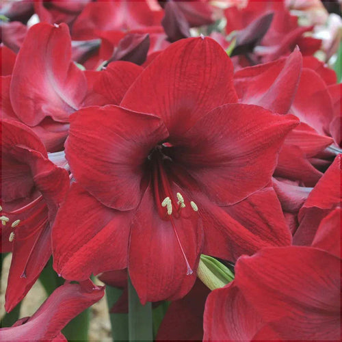 Bulbi de Amaryllis Red Reality