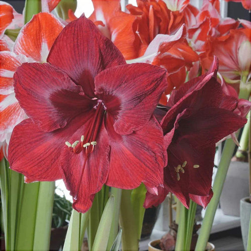 Bulbi de Amaryllis Red Reality – imagine 2