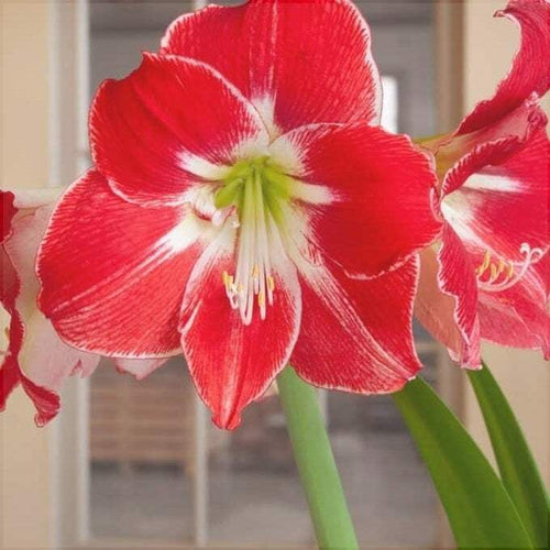 Bulbi de Amaryllis Silver Dream – imagine 2