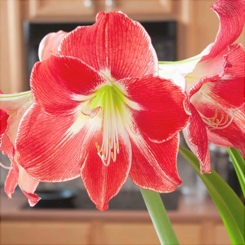 Bulbi de Amaryllis Silver Dream