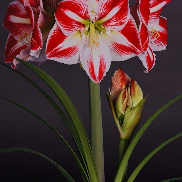 Bulbi de Amaryllis "Spartacus", 1 Bucata