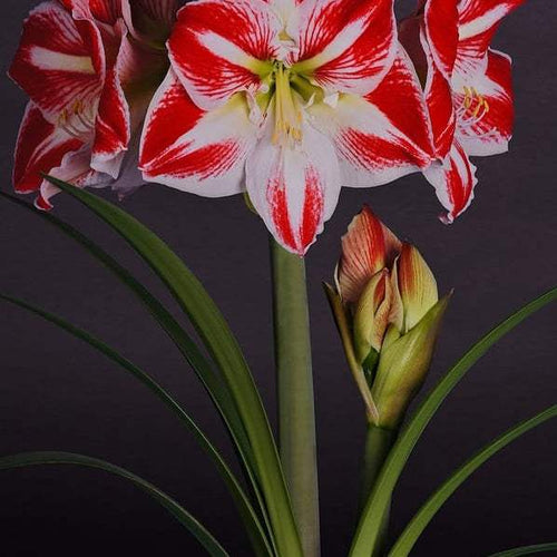 Bulbi de Amaryllis Spartacus