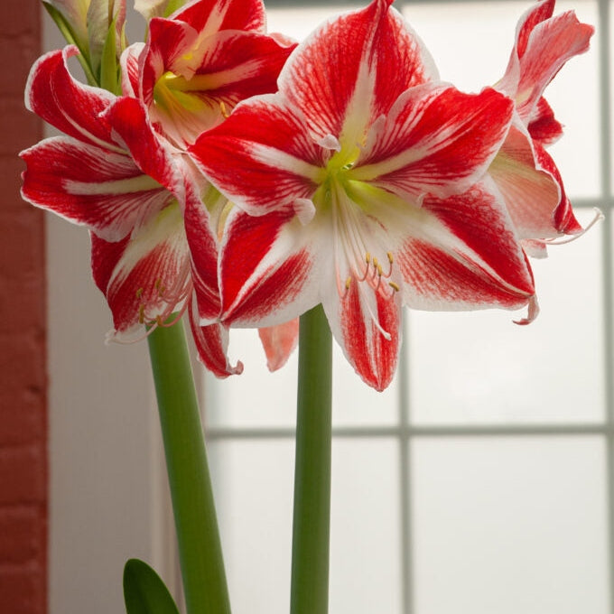 Bulbi de Amaryllis "Spartacus", 1 Bucata