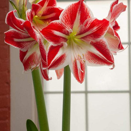 Bulbi de Amaryllis Spartacus – imagine 2