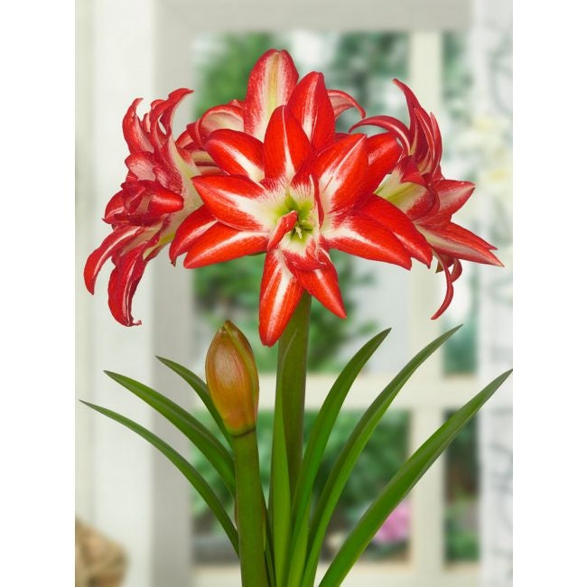 Bulbi de Amaryllis "Splash", 1 Bucata