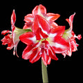 Bulbi-de-Amaryllis-Splash-1-Bucata-4 - Pepiniera României