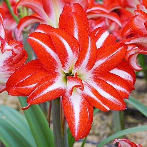 Bulbi-de-Amaryllis-Splash-1-Bucata-7 - Pepiniera României