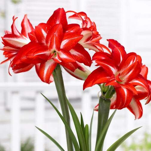 Bulbi-de-Amaryllis-Splash-1-Bucata-8 - Pepiniera României