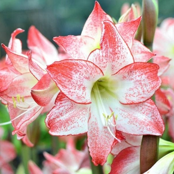 Bulbi de Amaryllis "Spotlight", 1 Bucata