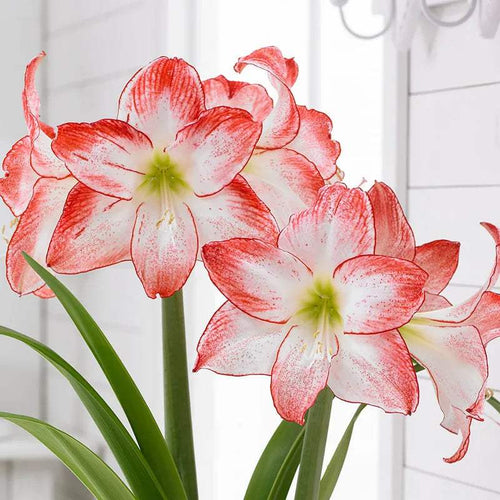 Bulbi de Amaryllis Spotlight