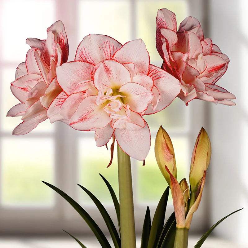 Bulbi-de-Amaryllis-Striped-Amadeus-1-Bucata-6 - Pepiniera României
