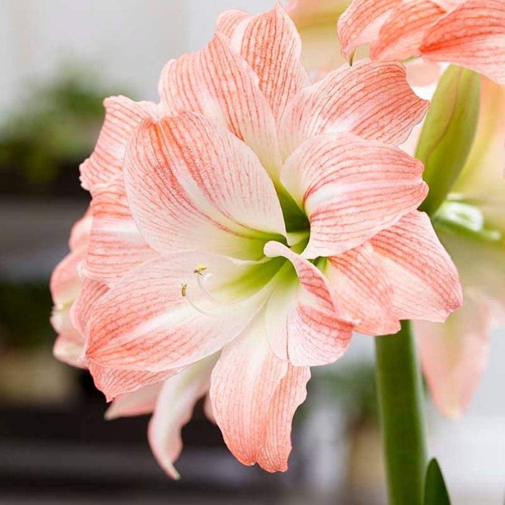 Bulbi-de-Amaryllis-Striped-Amadeus-1-Bucata-7 - Pepiniera României