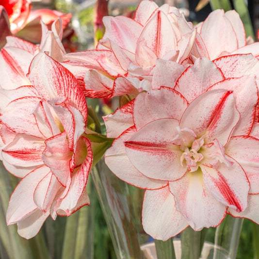 Bulbi-de-Amaryllis-Striped-Amadeus-1-Bucata-9 - Pepiniera României