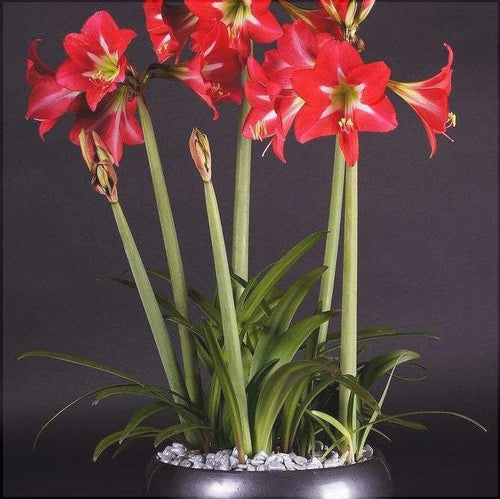 Bulbi de Amaryllis Striped Garden