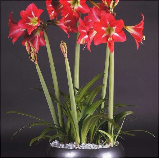 Bulbi de Amaryllis "Striped Garden", 1 Bucata