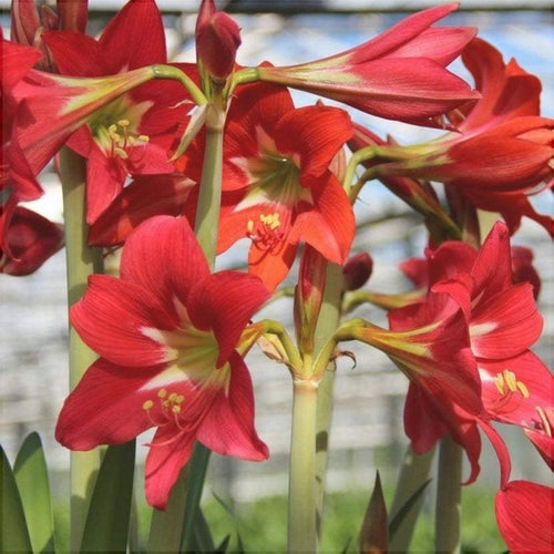 Bulbi de Amaryllis Striped Garden – imagine 2