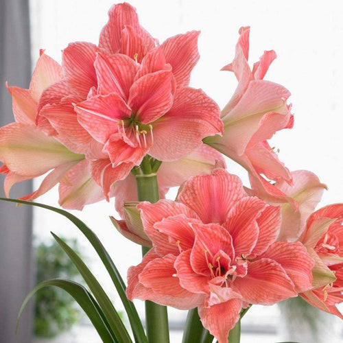 Bulbi de Amaryllis Sweet Nymph – imagine 2