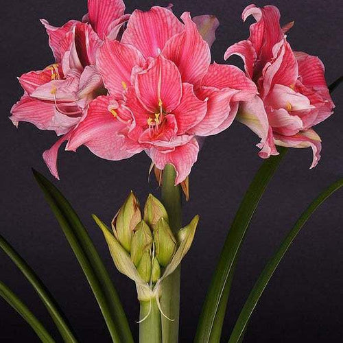 Bulbi de Amaryllis Sweet Nymph