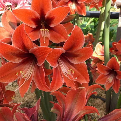 Bulbi de Amaryllis "Terra Mystica", 1 Bucata