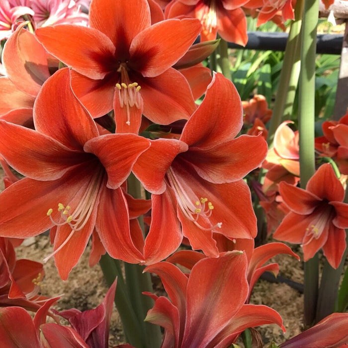 Bulbi de Amaryllis "Terra Mystica", 1 Bucata