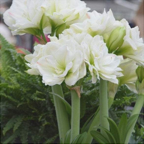 Bulbi de Amaryllis White Amadeus – imagine 2