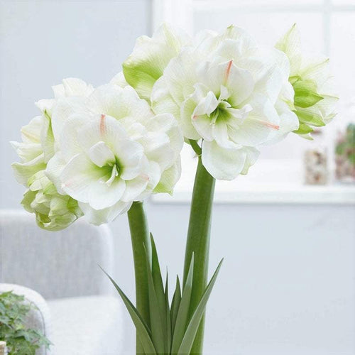 Bulbi de Amaryllis White Amadeus