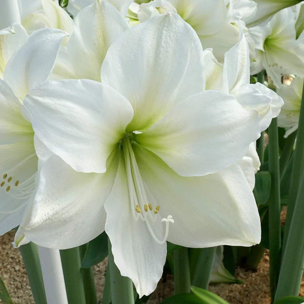 Bulbi-de-Amaryllis-White-Cream-1-Bucata-3 - Pepiniera României